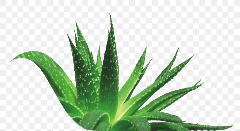 Aloe Vera Plant Indoor Air Quality Skin Care Extract, PNG, 777x447px, Aloe Vera, Aloe, Aquarium Decor, Bearberry, Extract Download Free