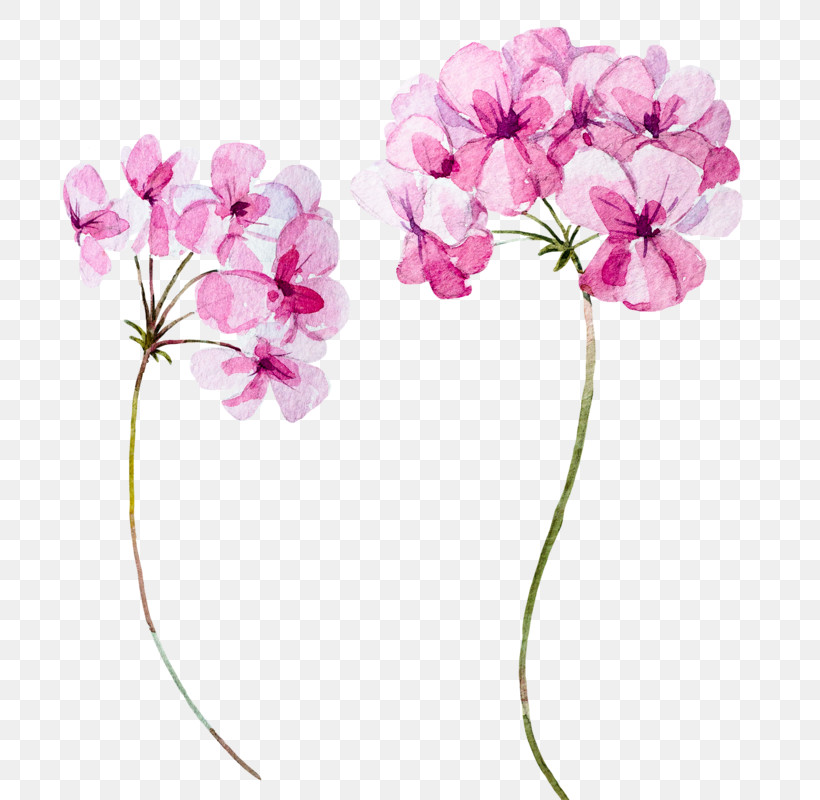 Flower Pink Plant Petal Cut Flowers, PNG, 800x800px, Flower, Cut Flowers, Geranium, Moth Orchid, Pedicel Download Free