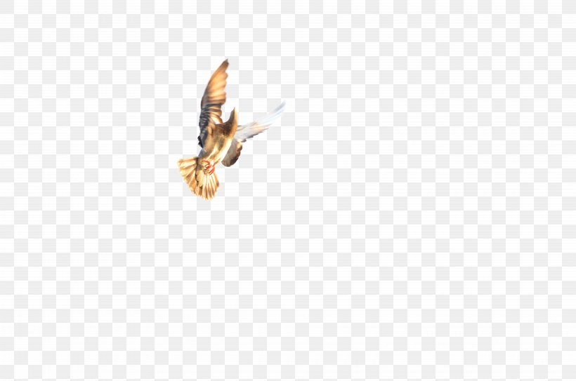 Honey Bee Fauna Pest, PNG, 7500x4968px, Honey Bee, Bee, Bird, Fauna, Honey Download Free