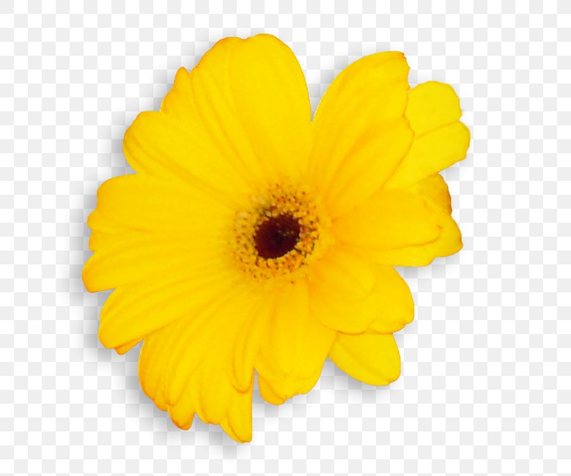 Transvaal Daisy Common Sunflower Cut Flowers Pot Marigold Petal, PNG, 670x684px, Transvaal Daisy, Annual Plant, Calendula, Common Sunflower, Cut Flowers Download Free