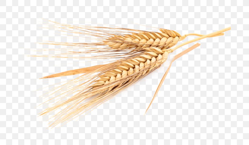 Cereal Oat Emmer Common Wheat Barley, PNG, 700x479px, Cereal, Barley, Cereal Germ, Commodity, Common Wheat Download Free