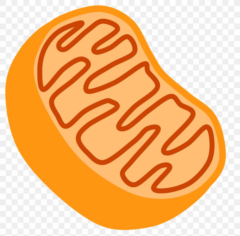 Mitochondrion Organelle Cell Clip Art, PNG, 1280x1258px, Mitochondrion, Cell, Cell Biology, Cell Membrane, Cellular Respiration Download Free