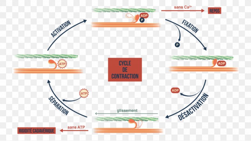 Muscle Contraction Adenosine Triphosphate Rigor Mortis ATP Hydrolysis Uterine Contraction, PNG, 1000x563px, Muscle Contraction, Adenosine Diphosphate, Adenosine Triphosphate, Area, Atp Hydrolysis Download Free