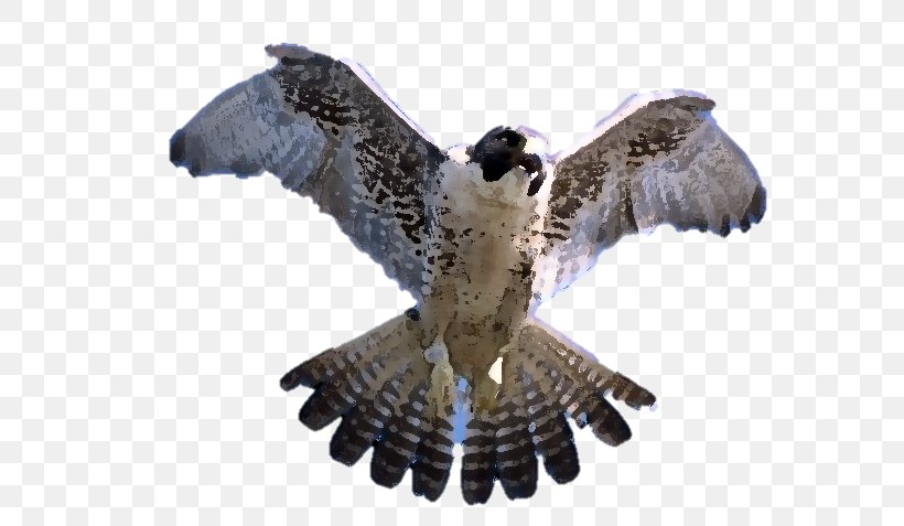 Peregrine Falcon Silhouette Photography, PNG, 640x477px, Falcon, Accipitriformes, Beak, Bird, Bird Of Prey Download Free