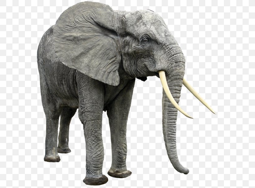 Elephant Clip Art, PNG, 600x605px, African Bush Elephant, African Elephant, African Forest Elephant, Animal, Asian Elephant Download Free