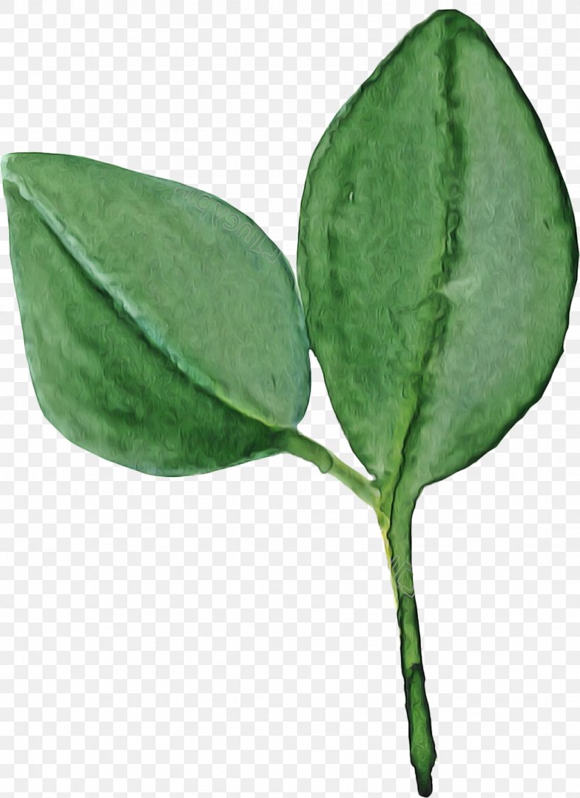 Leaf Plant Flower Coca, PNG, 1024x1409px, Leaf, Coca, Flower, Plant Download Free