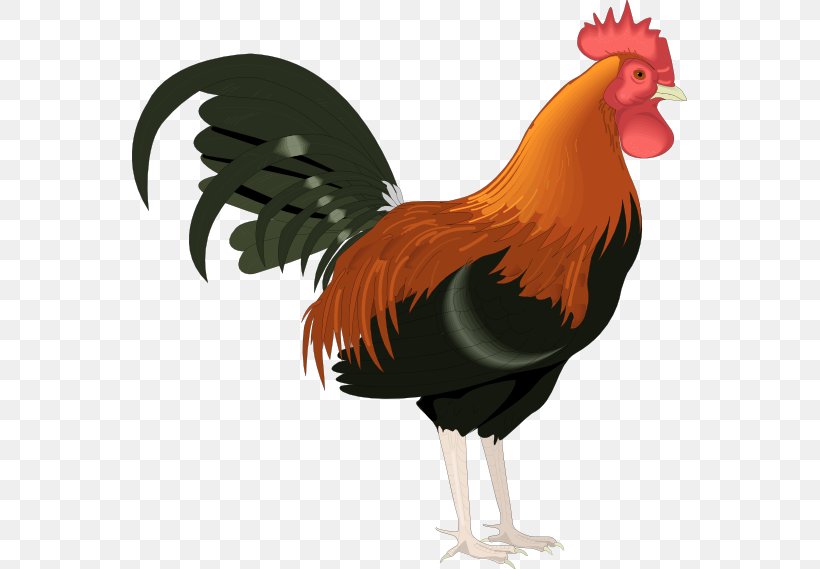 Rooster Clip Art, PNG, 555x569px, Rooster, Animation, Beak, Bird, Cartoon Download Free