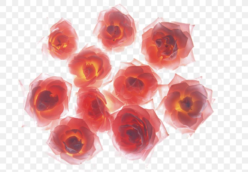 Rose High-definition Television Wallpaper, PNG, 800x568px, Rose, Computer, Cut Flowers, Fire, Flower Download Free