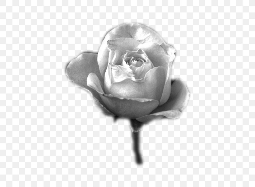 Black And White Garden Roses Blog Photography Grayscale, PNG, 600x600px, Black And White, Black, Blog, Cut Flowers, Drawing Download Free