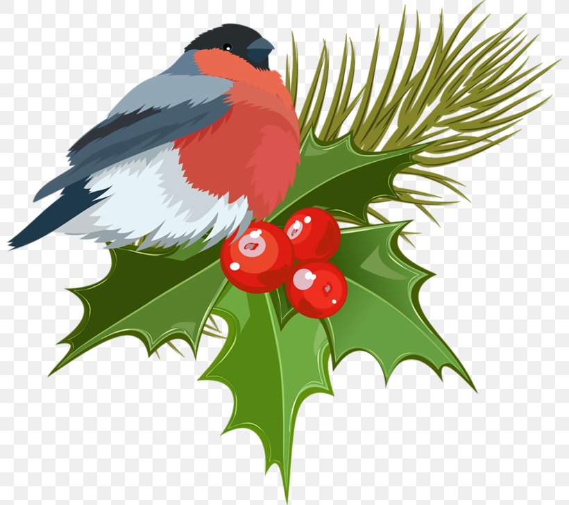 Christmas Tree Christmas Ornament Christmas Decoration Clip Art, PNG, 800x727px, Christmas Tree, Aquifoliaceae, Aquifoliales, Beak, Bird Download Free