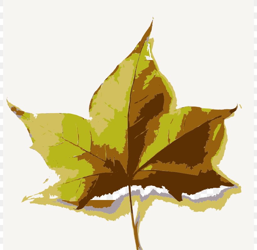 Clip Art, PNG, 800x800px, Scalable Vector Graphics, Flower, Leaf, Maple Leaf, Microsoft Powerpoint Download Free