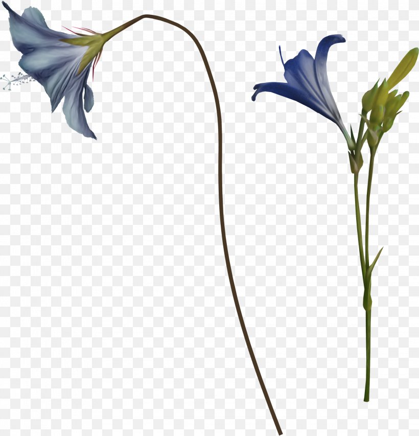 Flower Illustration Image Clip Art, PNG, 2236x2326px, Flower, Animation, Balloon Flower, Bellflower, Bellflower Family Download Free