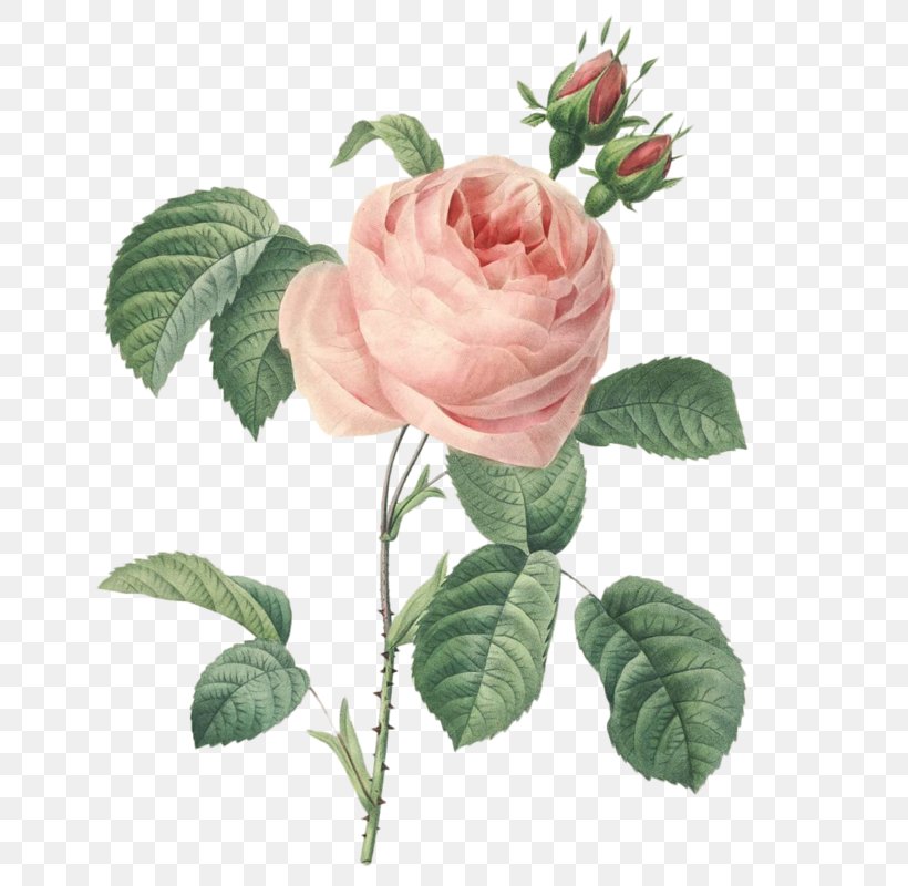 Roses Cabbage Rose Botany Botanical Illustration Printmaking, PNG, 684x800px, Roses, Art, Botanical Illustration, Botany, Cabbage Rose Download Free