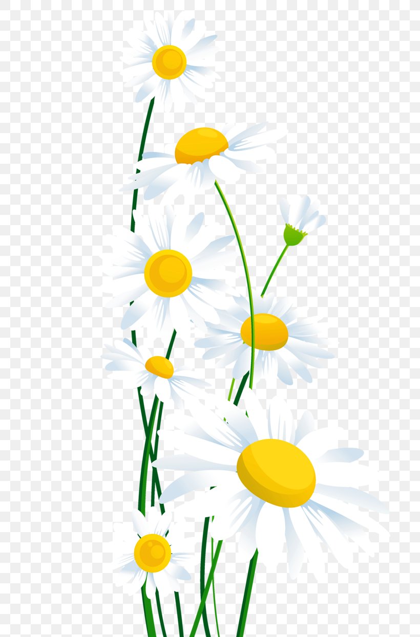 Common Daisy Flower Clip Art, PNG, 792x1245px, Common Daisy, Branch, Chamaemelum Nobile, Chamomile, Cut Flowers Download Free