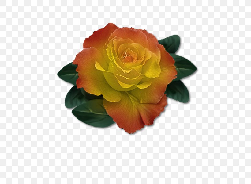 Garden Roses Cabbage Rose Floribunda Flower, PNG, 500x600px, Garden Roses, Animaatio, Cabbage Rose, Cut Flowers, David Ch Austin Download Free