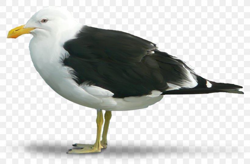 Great Black-backed Gull European Herring Gull Bird, PNG, 1024x673px, Great Blackbacked Gull, Beak, Bird, Charadriiformes, European Herring Gull Download Free