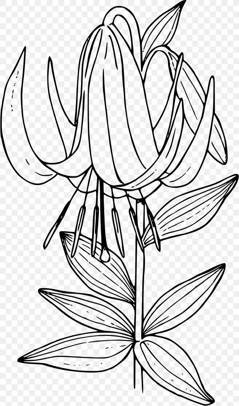 Lilium Washingtonianum Lilium Philadelphicum Line Art Lilium Columbianum Clip Art, PNG, 1411x2400px, Lilium Washingtonianum, Artwork, Black And White, Branch, Drawing Download Free