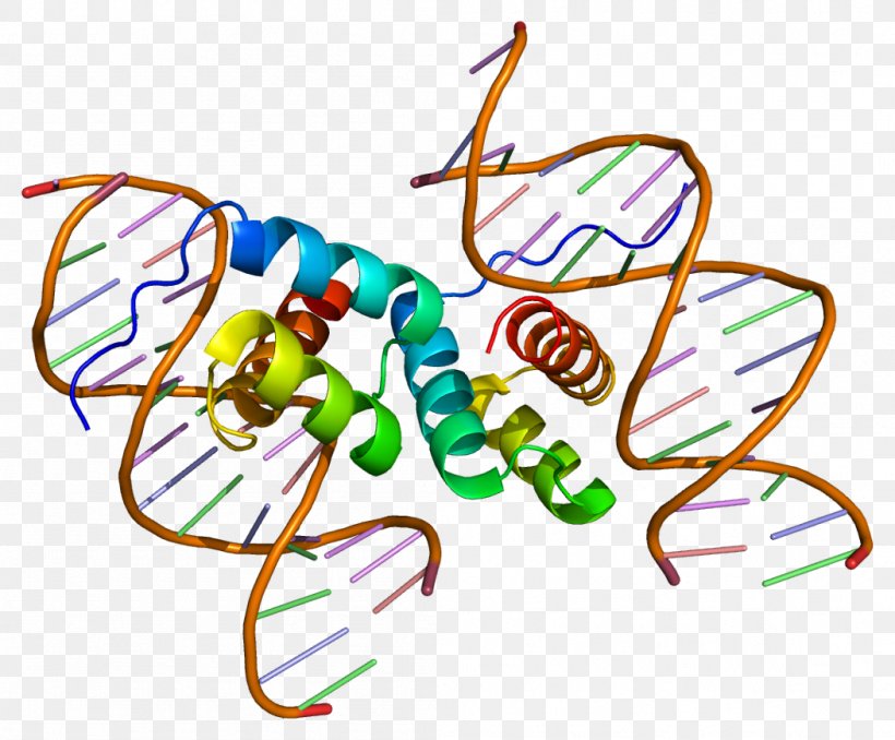 PDX1 Protein Homeobox Transcription Factor Gene, PNG, 1051x870px, Protein, Area, Beta Cell, Chromosome 13, Dna Download Free