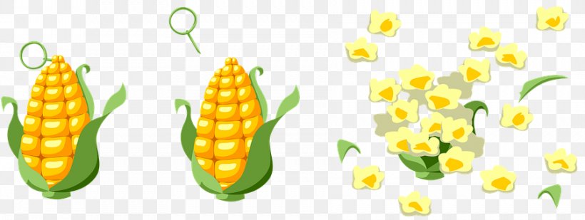 Popcorn Corn On The Cob Maize Vegetarian Cuisine Sweet Corn, PNG, 902x340px, Popcorn, Blue Corn, Commodity, Corn Kernel, Corn On The Cob Download Free