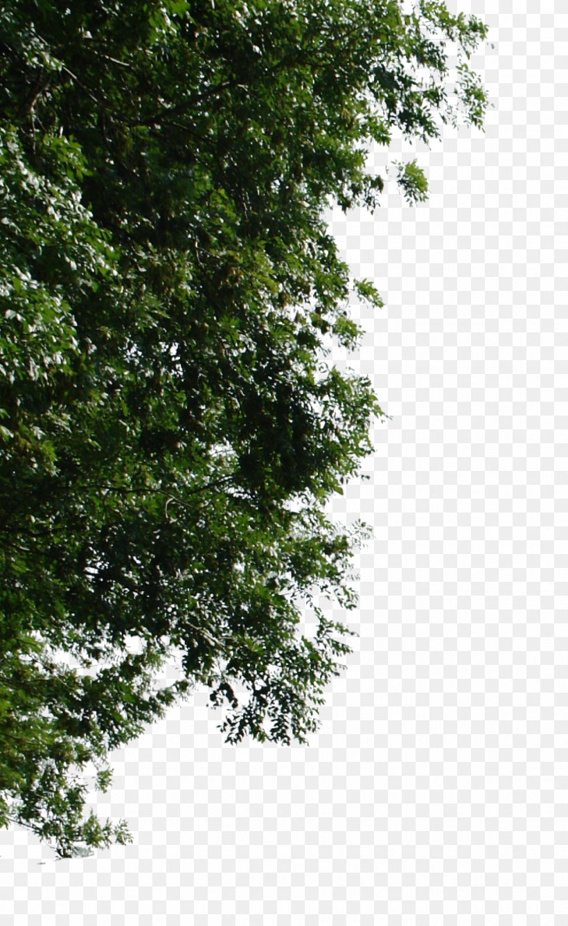 Tree Oak Cottonwood, PNG, 981x1600px, Tree, Architecture, Branch, Cottonwood, Evergreen Download Free