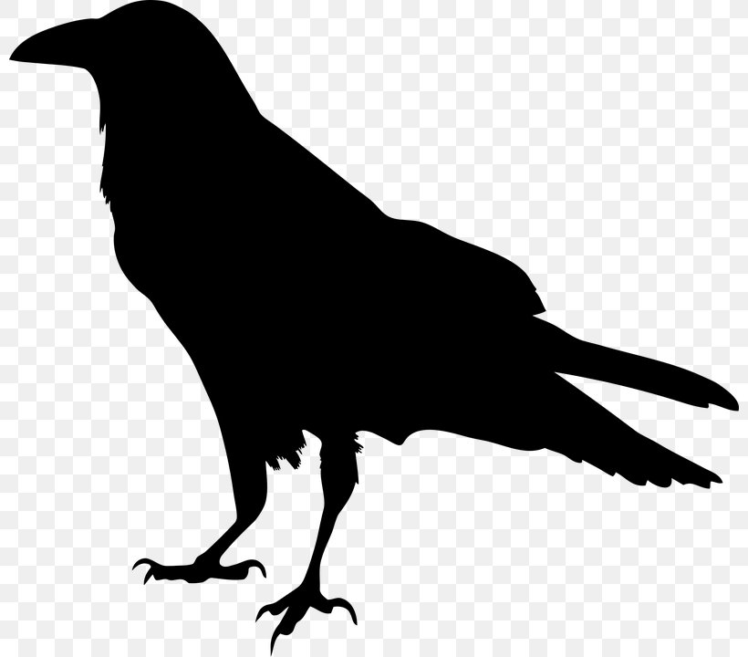 American Crow Common Raven Silhouette Clip Art, PNG, 800x720px, American Crow, Beak, Bird, Black And White, Common Raven Download Free