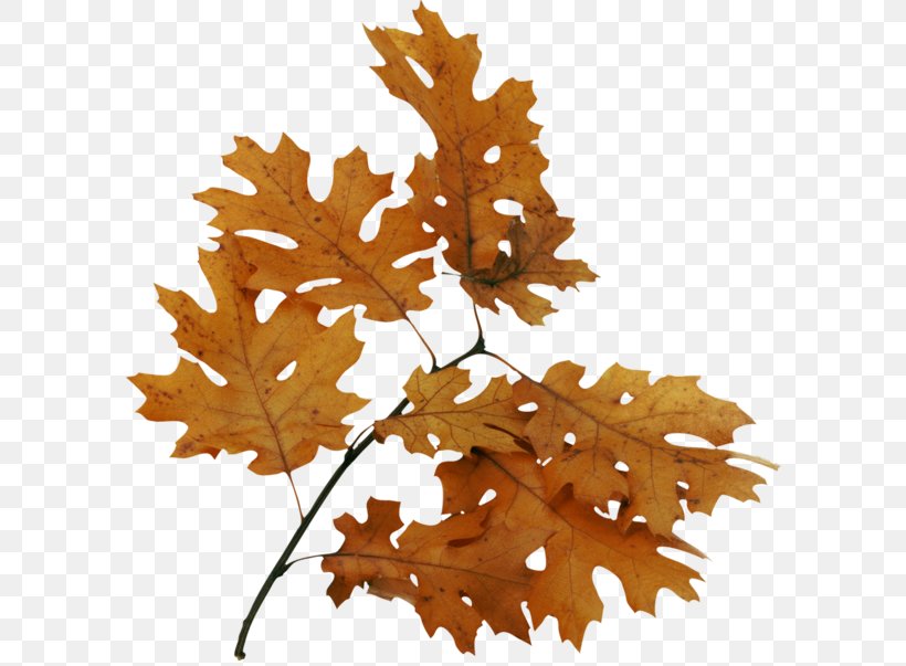 Bur Oak Leaf Image Tree, PNG, 600x603px, Bur Oak, Autumn, Branch, English Oak, Leaf Download Free