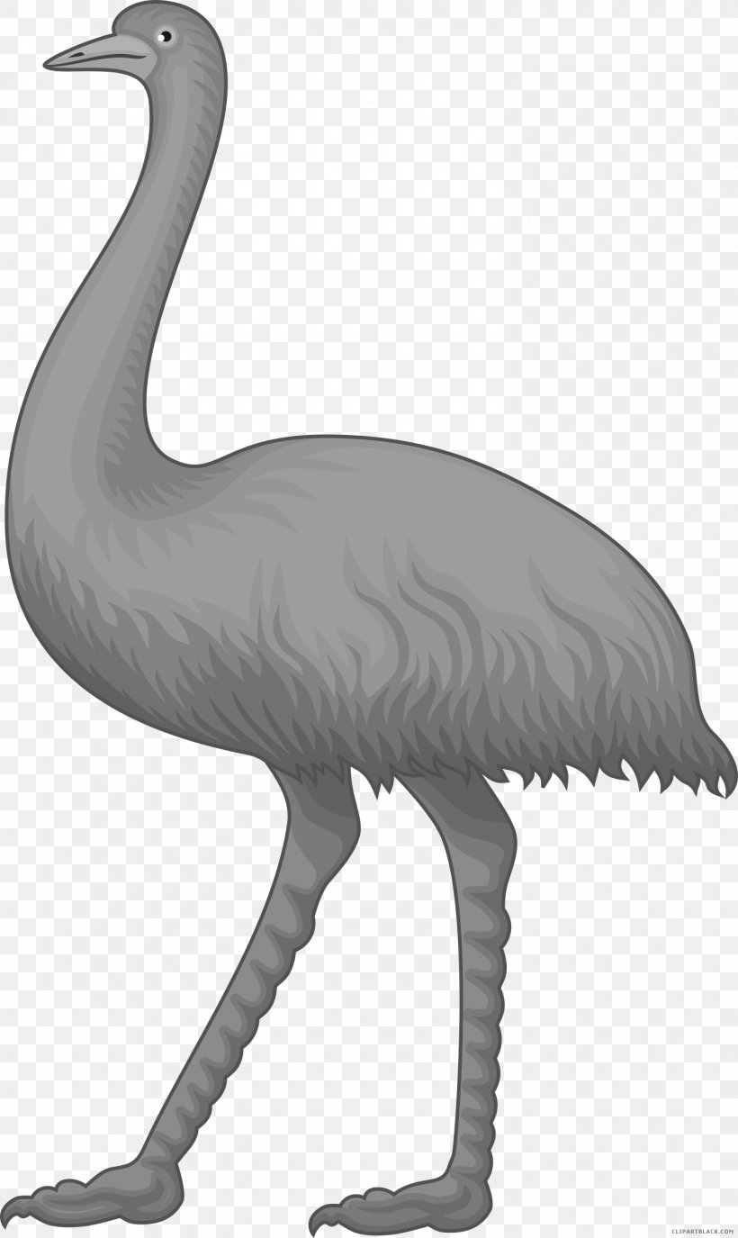 Common Ostrich Bird Clip Art Image, PNG, 1490x2500px, Common Ostrich, Animal, Animal Figure, Beak, Bird Download Free