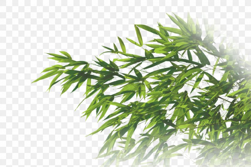 Gum Trees Branch Stock Photography Leaf, PNG, 1000x667px, Tree, Bamboo, Branch, Flower, Flowering Plant Download Free