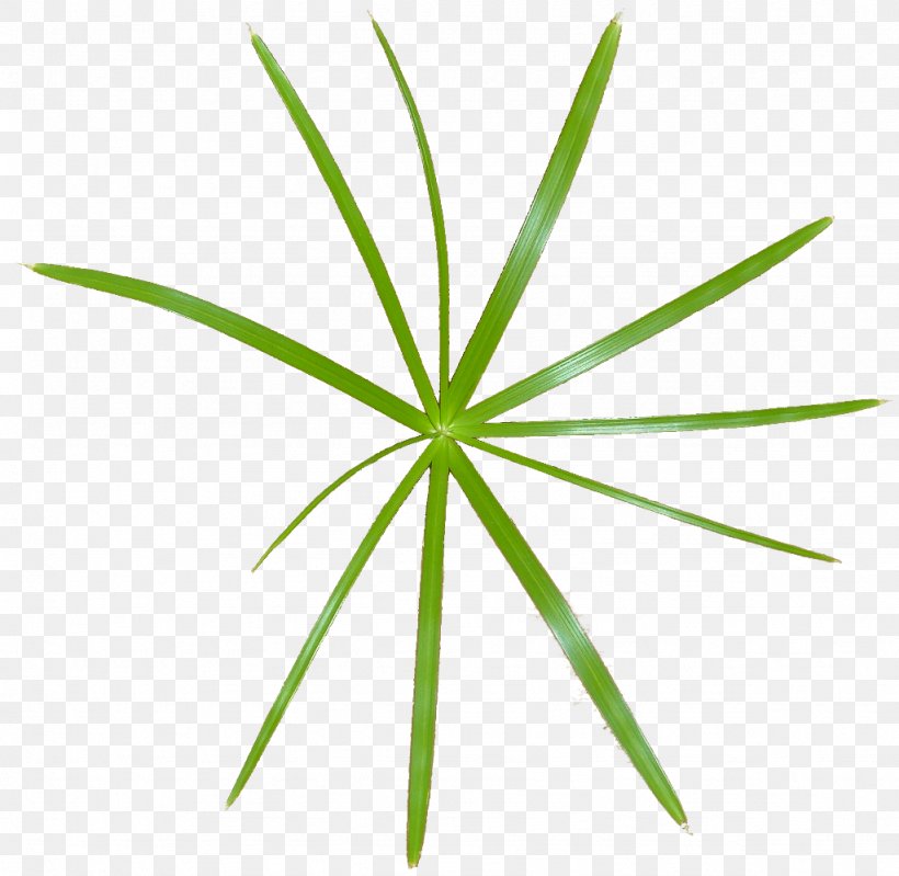 Leaf Grasses Plant Stem, PNG, 1024x998px, Leaf, Family, Grass, Grass Family, Grasses Download Free