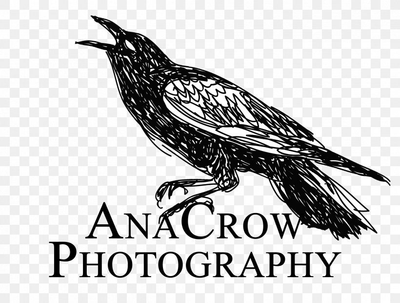 Logo Font Brand Fauna Photography, PNG, 2401x1817px, Logo, Beak, Bird, Bird Of Prey, Black And White Download Free