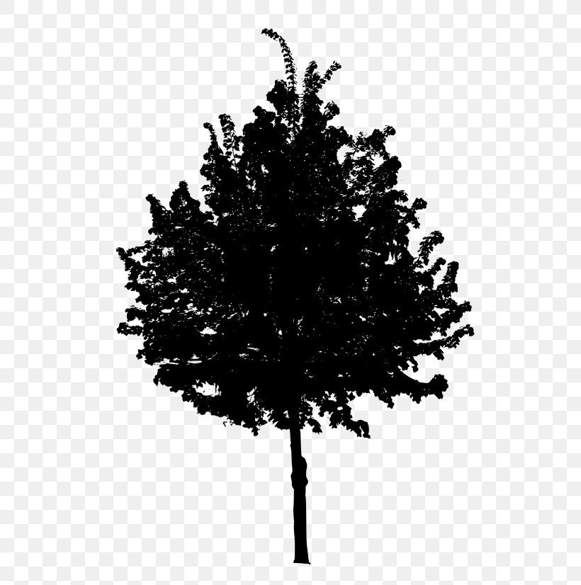 Clip Art Vector Graphics Image Tree, PNG, 624x826px, Tree, American Larch, Blackandwhite, Branch, Deciduous Download Free