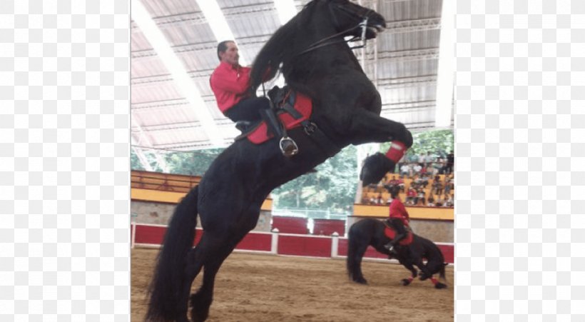 Stallion Friesian Horse Equestrian Puebla Bowing, PNG, 1200x660px, Stallion, Bowing, Equestrian, Friesian Horse, Horse Download Free