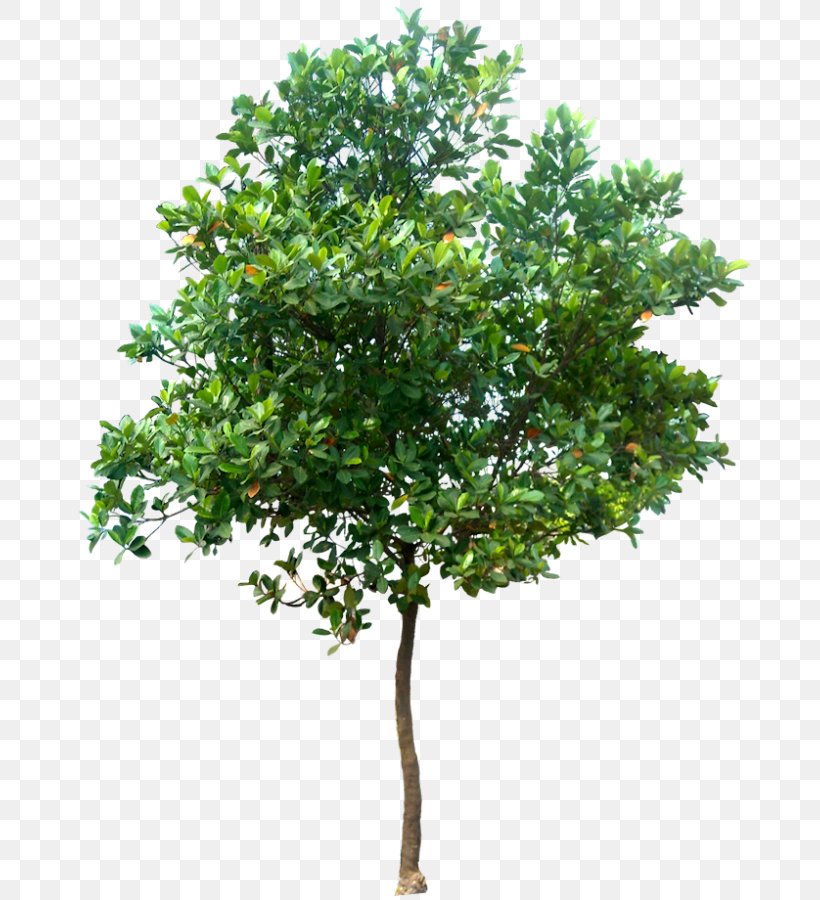 Tree Stock Photography Royalty-free Clip Art, PNG, 685x900px, Tree, Branch, Depositphotos, Drawing, Evergreen Download Free