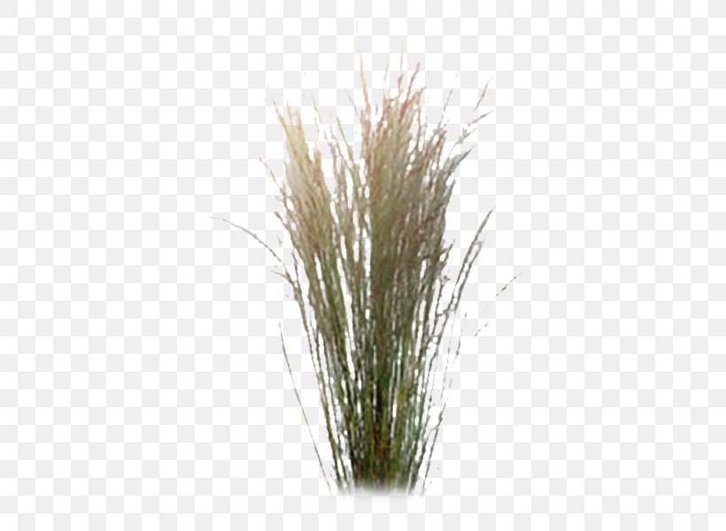 Black Locust Ornamental Grass Chinese Silver Grass Plant Pampas Grass, PNG, 600x600px, Black Locust, Artificial Flower, Chinese Silver Grass, Commodity, Grass Download Free