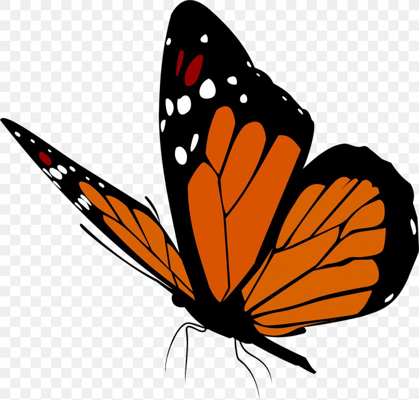 Butterfly Insect Clip Art, PNG, 1100x1051px, Butterfly, Arthropod, Artwork, Brush Footed Butterfly, Butterflies And Moths Download Free