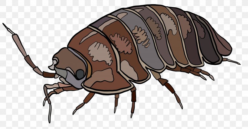 Weevil Beetle Decapoda Pest Cartoon, PNG, 2631x1372px, Weevil, Arthropod, Beetle, Cartoon, Claw Download Free