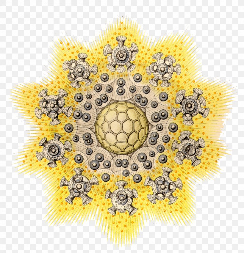 Art Forms In Nature Radiolaria Biology Ecology Science, PNG, 1470x1527px, Art Forms In Nature, Art, Artist, Biology, Biosphere Download Free