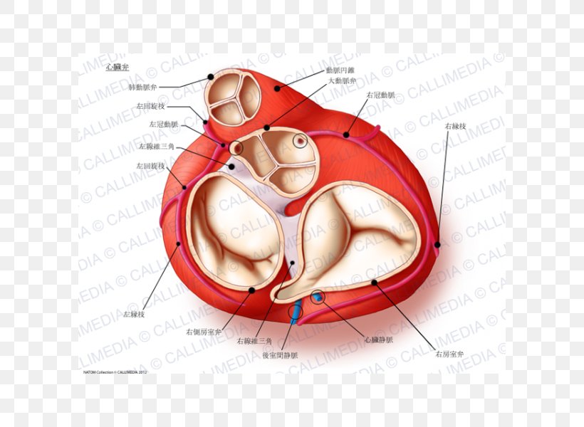 Heart Valve Aortic Valve Anatomy Aorta, PNG, 600x600px, Watercolor, Cartoon, Flower, Frame, Heart Download Free
