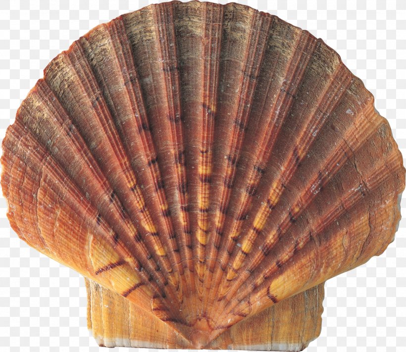 Seashell Conch Nature, PNG, 1800x1561px, Seashell, Animal Product, Clam, Clams Oysters Mussels And Scallops, Cockle Download Free