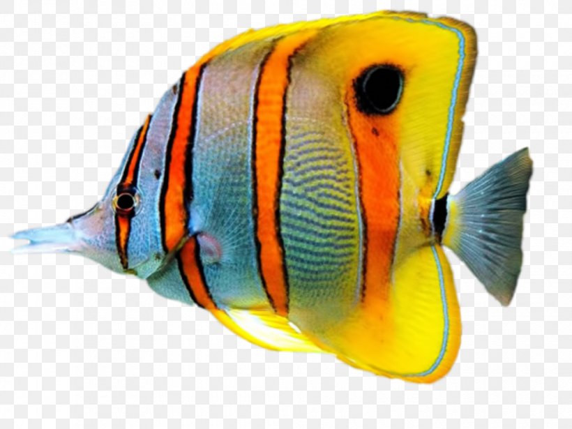 Tropical Fish Sea Aquarium Drawing, PNG, 980x735px, Fish, Aquarium, Clownfish, Coral Reef Fish, Drawing Download Free