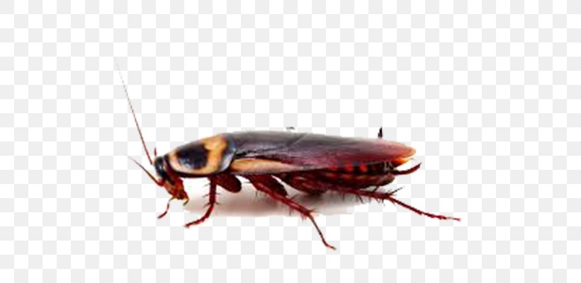 American Cockroach Insect Pest Control, PNG, 700x400px, Cockroach, American Cockroach, Arthropod, Beetle, Exterminator Download Free