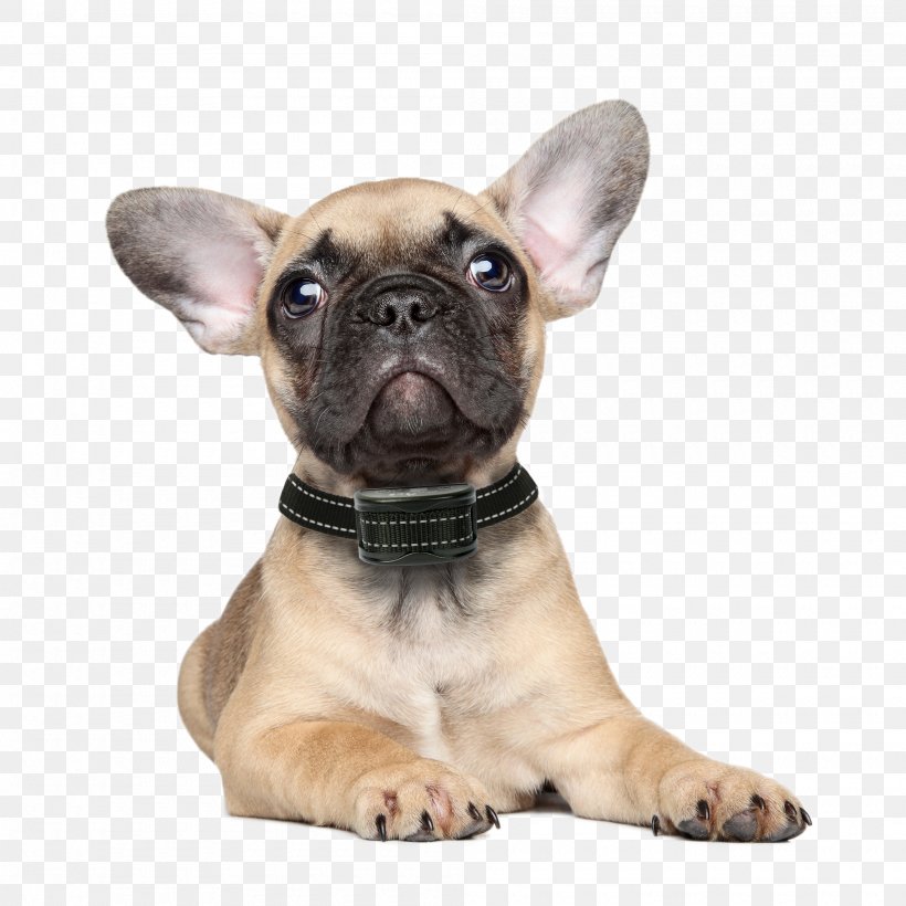 French Bulldog Puppy Chihuahua Rottweiler, PNG, 2000x2000px, French Bulldog, Bulldog, Carnivoran, Chihuahua, Collar Download Free
