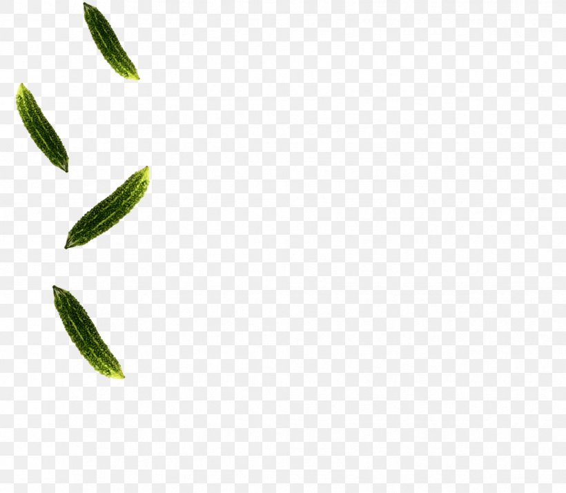 Leaf Plant Stem, PNG, 1018x887px, Leaf, Branch, Grass, Green, Plant Download Free