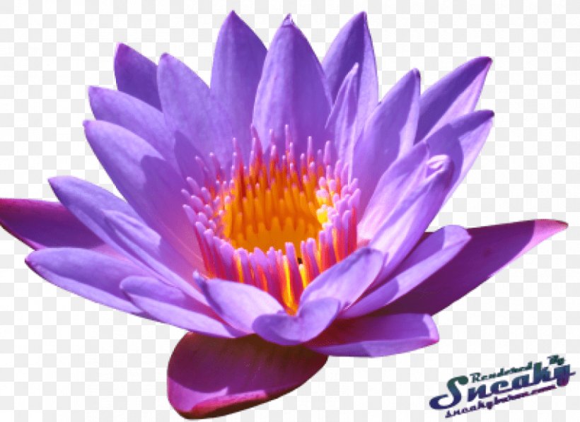 Sacred Lotus Clip Art Image Flower, PNG, 850x619px, Sacred Lotus, Annual Plant, Aquatic Plant, Aster, Egyptian Lotus Download Free