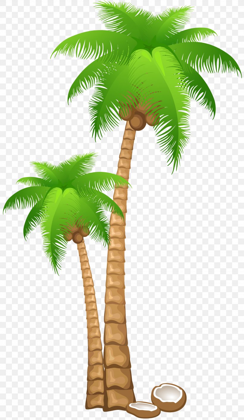 Coconut Arecaceae Clip Art, PNG, 2239x3848px, Coconut, Arecaceae, Arecales, Attalea Speciosa, Borassus Flabellifer Download Free