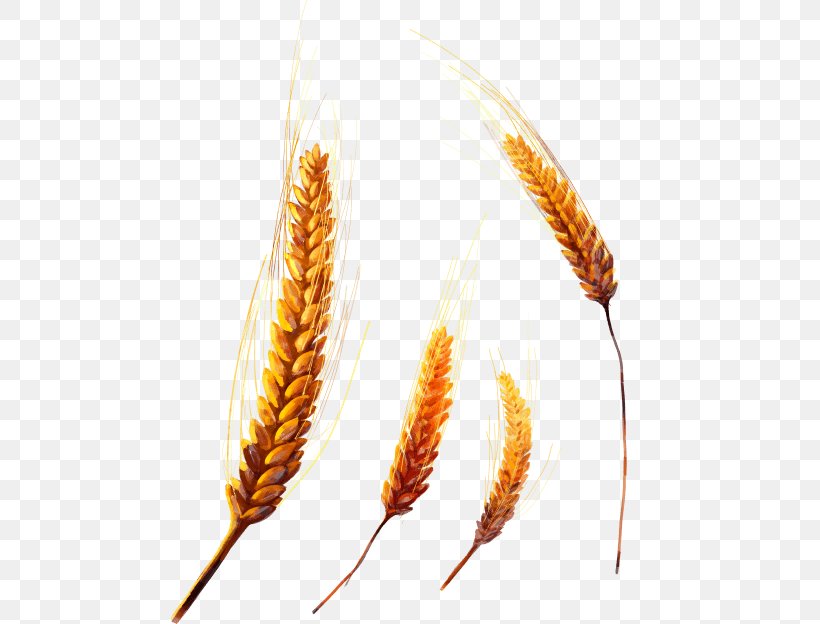Emmer Einkorn Wheat Common Wheat Cereal Grain, PNG, 480x624px, Emmer, Bread, Broomcorn, Cereal, Cereal Germ Download Free