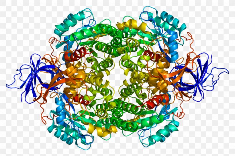 Ferritin Thermotoga Maritima Protein Thermotoga Petrophila, PNG, 1024x682px, Ferritin, Art, Bead, Body Jewelry, Enzyme Download Free