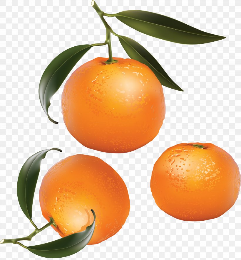 Mandarin Orange Tangerine Citrus × Sinensis Clip Art, PNG, 5798x6268px, Mandarin Orange, Apples And Oranges, Bitter Orange, Calamondin, Chenpi Download Free