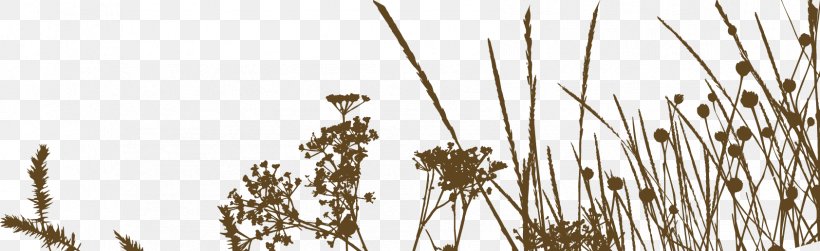 Autumn Common Reed Cartoon, PNG, 1684x517px, Autumn, Avena, Branch, Cartoon, Cereal Download Free