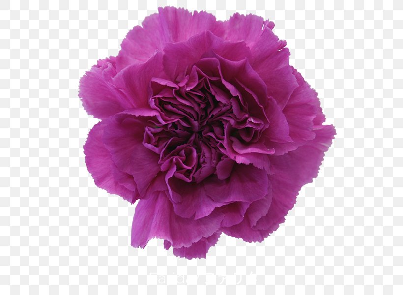 Carnation Cut Flowers Garden Roses Transvaal Daisy, PNG, 600x600px, Carnation, Color, Cut Flowers, Dianthus, Floristry Download Free